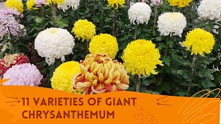 11 Varieties of Chrysanthemum  চন্দ্রমল্লিকা  Giant  Incurved  By Samir Adak  INDIA  2022 [upl. by Ennaej]