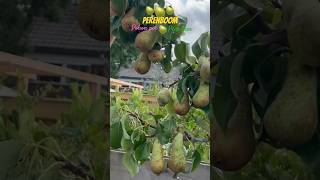 Pohon Pir  Perenboom  Pear Tree  ナシの木  شجرة الكمثرى  ต้นแพร์ 🍐🍐🍐 [upl. by Teferi698]