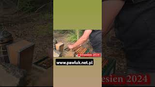 Buckfast httpwwwpawluknetpl beekeeping pszczelarstwo viralvideo mellifera flowers [upl. by Holbrook]