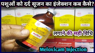 पशुओं का दर्द सूजन का इंजेक्शनMelonex Injection use in AnimalsMeloxicam [upl. by Foscalina]