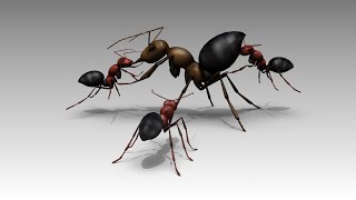 New species of ant explodes to defend colony [upl. by Noiztneb43]