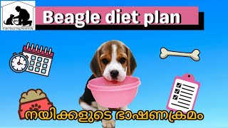 Beagle Dog Food Malayalam  Puppy Diet  Supplements [upl. by Dupuy]