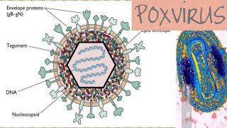 Poxvirus microbiology [upl. by Htilil]