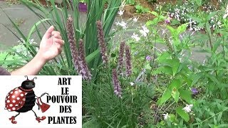 chaine de Jardinage Liatris spicata Comment faire la Taille et entretien Plantes vivaces [upl. by Hanahs]