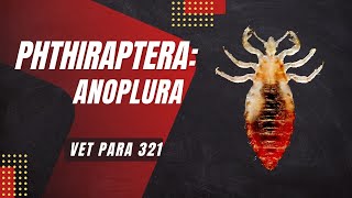 VET PARA 1  Order Phthiraptera Lice Introduction  Chapter 71 [upl. by Kettie926]