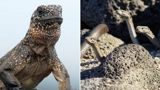 As Soon As This Baby Iguana Is Born It Has To Outrun Dozens Of Hungry Snakes [upl. by Adnahc205]