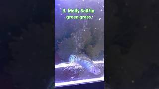 Molly sailfin green grass metallic [upl. by Esidnac]