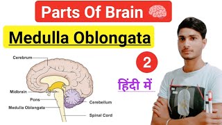 Parts Of Brain In Hindi 🧠  Medulla Obolongata  Human Brain  Nervous System [upl. by Taryne394]