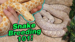 Snake Breeding Part 3 Waking up from Brumation [upl. by Stavro]