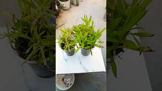 callistephus chinensis plant propagationll plant youtubeshorts gardening [upl. by Nanon]