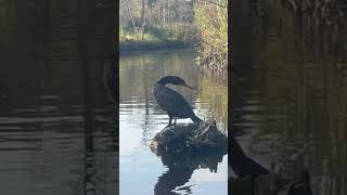 Merganser duck on the pocomoke river while birdwatching and kayaking birds ducks birdwatching [upl. by Kirima]