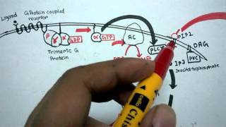 Pharmacodynamics Mechanisms of Drug Action [upl. by Nobie]