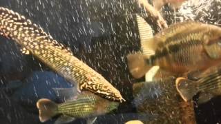 Полиптерус орнатипиннис Polypterus ornatipinnis Ornate bichir 1821012016 [upl. by Ainoval]