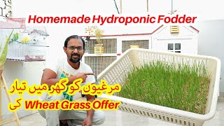 Offered Homemade Hydroponic Fodder Wheat Grass To Chickens [upl. by Robyn]