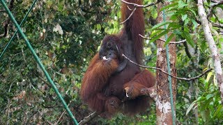 2 Borneo  Hoogtepunten van Maleisië [upl. by Shyamal]