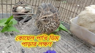 কোয়েল পাখি ডিম পাড়ার লক্ষণ  koel pakhi dim parar lokkhon [upl. by Suciram]