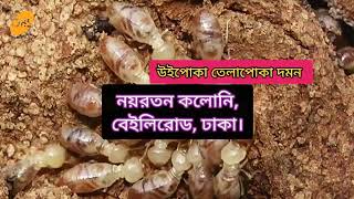 নয়রতন কলোনি বেইলিরোড ঢাকাউইপোকা তেলাপোকা দমনpest control service BD [upl. by Mrots793]