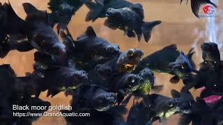 Black moor goldfish [upl. by Llacam]