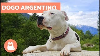 Dogo Argentino – Addestramento storia e caratteristiche della razza [upl. by Odiug]