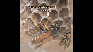 Polistes semenowi abdominal drumming [upl. by Elleniad]