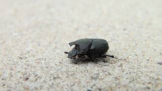 Scooped Scarab Beetle Scarabaeidae Onythophagus hecate a Brief Glimpse [upl. by Traci]