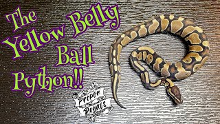 A Close Up look at The Yellow Belly Ball Python [upl. by Ayama]