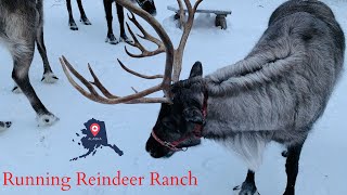 Alaska Reindeer  Running Reindeer Ranch Fairbanks AK [upl. by Weisbart]