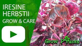 Iresine herbstii  grow amp care Herbst Bloodleaf [upl. by Hillary]