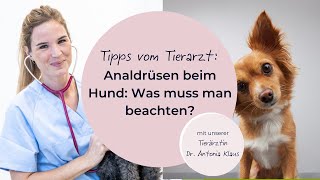 Analdrüsen beim Hund Was muss man beachten [upl. by Nilek]