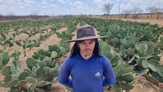 AGRICULTOR EM DORMENTESPE PLANTA PALMA PARA ALIMENTAR OS ANIMAIS [upl. by Setarcos]