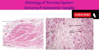 Histology of Ganglia  Sensory Ganglia  Autonomic Ganglia  Features and Differences [upl. by Alicia549]