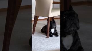 puppy Howls BeautifullyLittle Puppys Adorable Howl Captured on CameraPuppys Beautiful Howl viral [upl. by Hofstetter611]