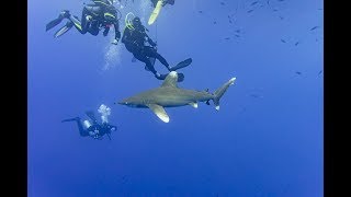 Safari Egypt 2018  Big brother last week shark attack [upl. by Tingley]