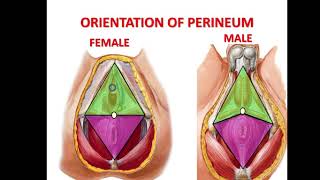 EASY WAY TO UNDERSTAND PERINEUM  UROGENITAL REGION amp PERINEAL POUCHES WITH CONTENTS IN DETAIL [upl. by Lyred]