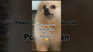 Pomeranian barking challenge excepted Pomeranian dog pets cute funny love like share crazy [upl. by Hteazile529]