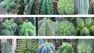 Trichocereus WalkAround 5 [upl. by Bowen]