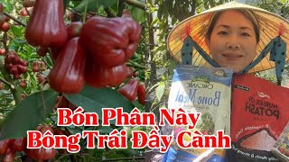 Cách Bón Phân Đất Cho Cây Ăn Trái Mận Trồng Trong Chậu Ra Bông Trái Đầy Cành [upl. by Yrrat]