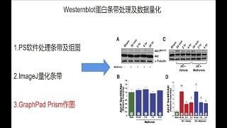 研途指南western blotWB蛋白条带处理及数据量化 PS条带处理ImageJ条带量化Graphpad统计作图，一次搞定科研三巨头 [upl. by Lavinia]