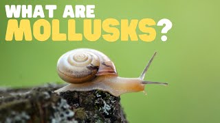 What Are Mollusks  Learn all about these land and sea dwellers [upl. by Noxid]