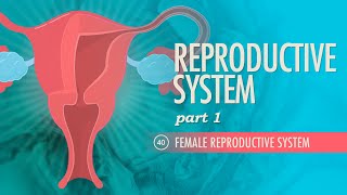 Reproductive System Part 1  Female Reproductive System Crash Course Anatomy amp Physiology 40 [upl. by Maillliw]