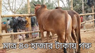 ইন্ডিয়া বাংলাদেশ সীমান্ত এলাকার এক নাম্বার বর্ডার ক্রস গরুর হাট  Bangladesh India border cow [upl. by Pearla]