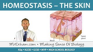 Homeostasis and the Skin  GCSE Biology 91 [upl. by Yarled]