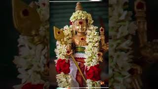 Murugan songs kanthasastikavasam Song Status murugansongs muruganwhatsappstatustamil godstatus [upl. by Malanie]