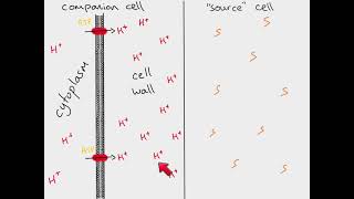 AS Biology  Translocation [upl. by Henrieta]