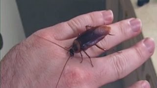 Picking Up Giant Texas Wood Roach By Hand [upl. by Zertnom50]