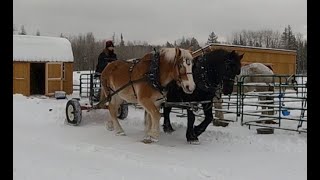 Clearing Snow With DRAFT HORSES [upl. by Postman]