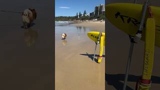 Day trip to Coolum Beach australia puppy qld beautiful cutedog 🐶 [upl. by Andromeda171]