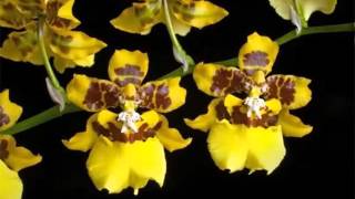 Oncidium Orchid  Identify Breed By Picture  Flower Oncidium Orchid [upl. by Kobi]