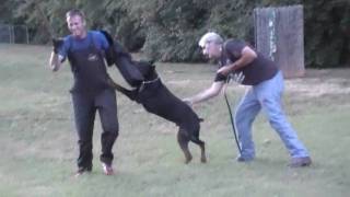 DOBERMAN SCHUTZHUND TRAINING SOLD [upl. by Areemas]