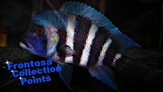 How To Identify Cyphotilapia Frontosa  African Cichlids  Lake Tanganyika [upl. by Ayifa]